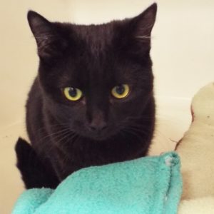 Picture of Pepper