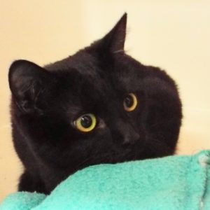 Picture of Pepper
