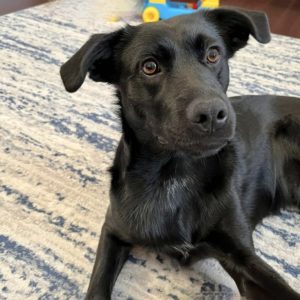 Picture of Piper