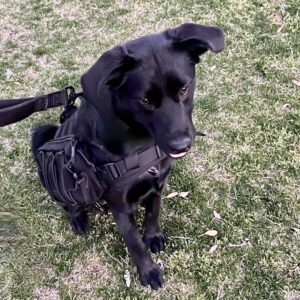 Picture of Piper