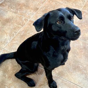 Picture of Piper