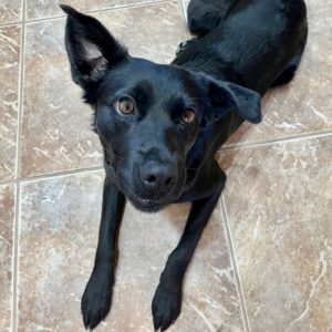 Picture of Piper