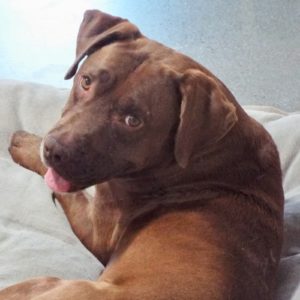 Picture of Roxie