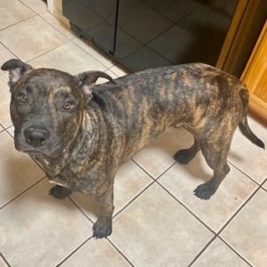 Picture of Sampson