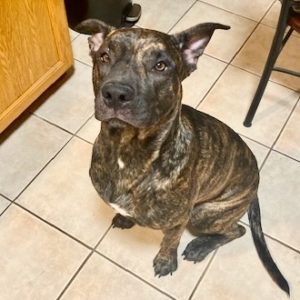 Picture of Sampson