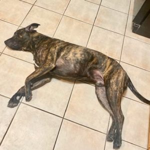 Picture of Sampson