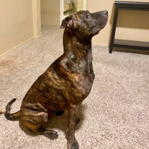 Picture of Sampson