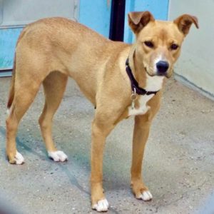 Picture of Shamrock