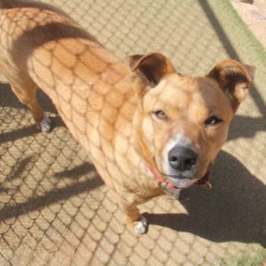 Picture of Shamrock
