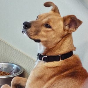 Picture of Shamrock