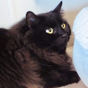 Picture of Smokey