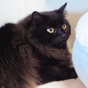 Picture of Smokey