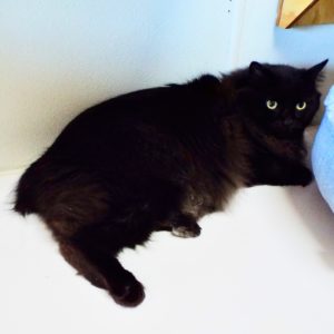 Picture of Smokey