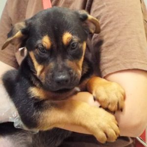 Picture of Whiskey