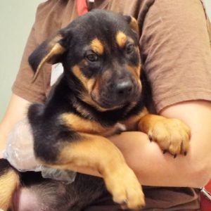 Picture of Whiskey