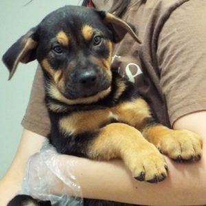 Picture of Whiskey