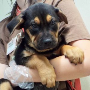 Picture of Whiskey