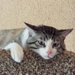 Picture of Bailey