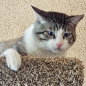Picture of Bailey