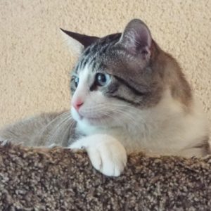 Picture of Bailey