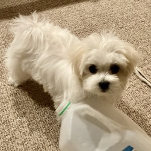 Picture of Charlie