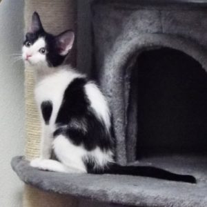 Picture of Dapple