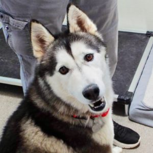 Picture of Denali