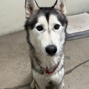 Denali
