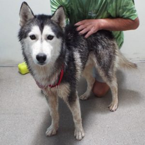 Picture of Denali
