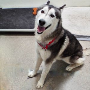 Picture of Denali