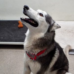 Picture of Denali