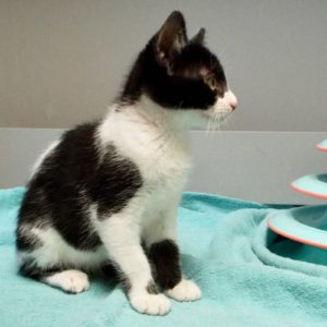 Picture of Filly