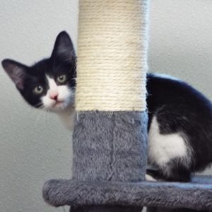 Picture of Filly