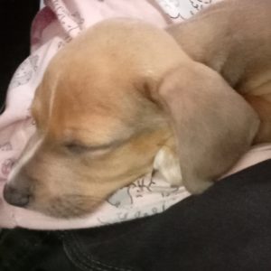 Picture of Jelly