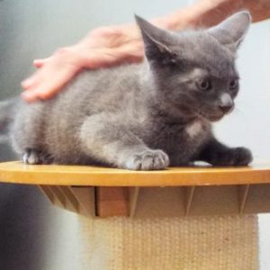 Picture of Milo