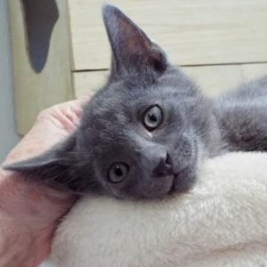 Picture of Milo