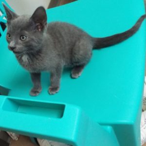 Picture of Milo