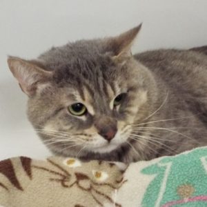 Picture of Miso