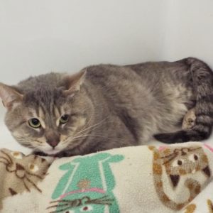 Picture of Miso