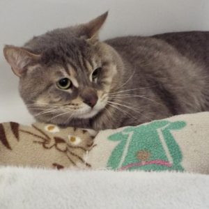 Picture of Miso
