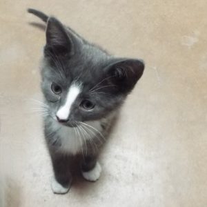 Picture of Mr. Bigglesworth