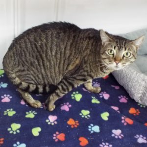 Picture of Nermal