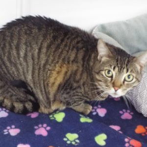 Picture of Nermal