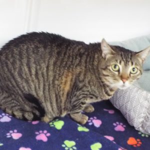 Picture of Nermal
