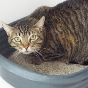 Picture of Nermal