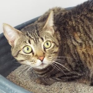 Picture of Nermal