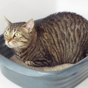 Picture of Nermal