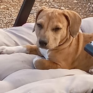 Picture of Peanut