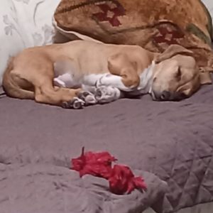 Picture of Peanut