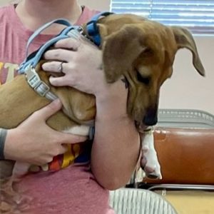 Picture of Peanut
